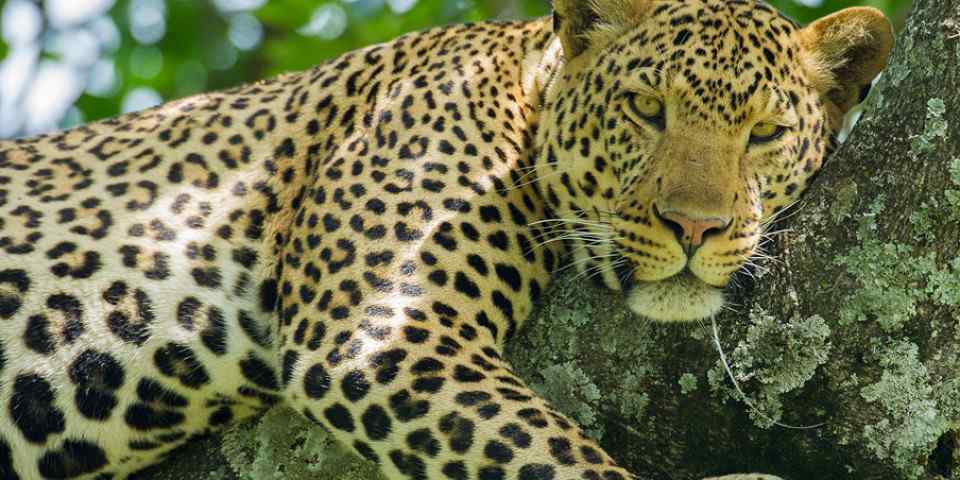 2-Day Private Safari Fly from Zanzibar to Serengeti