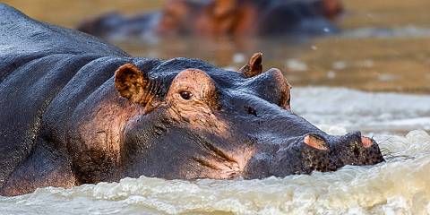 Extraordinary Journey to Serengeti