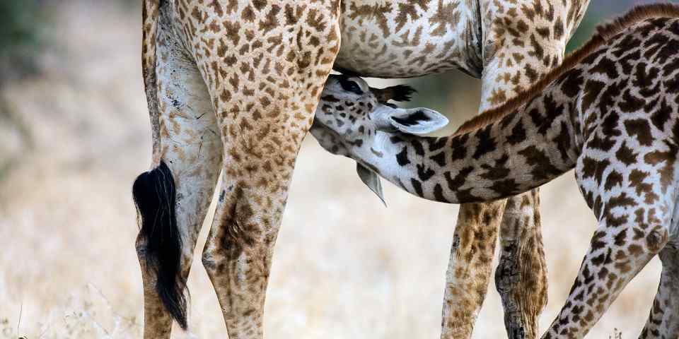 5-Day Pure Wildness Tour-Tarangire-Serengeti-Ngorongoro