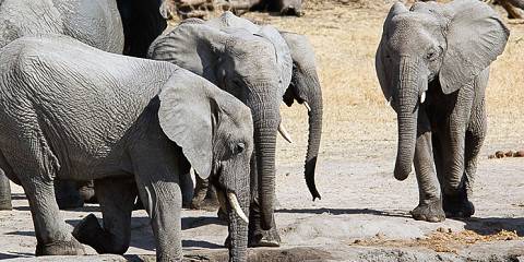 4-Day Group Safari Tarangire Serengeti Ngorongoro Crater