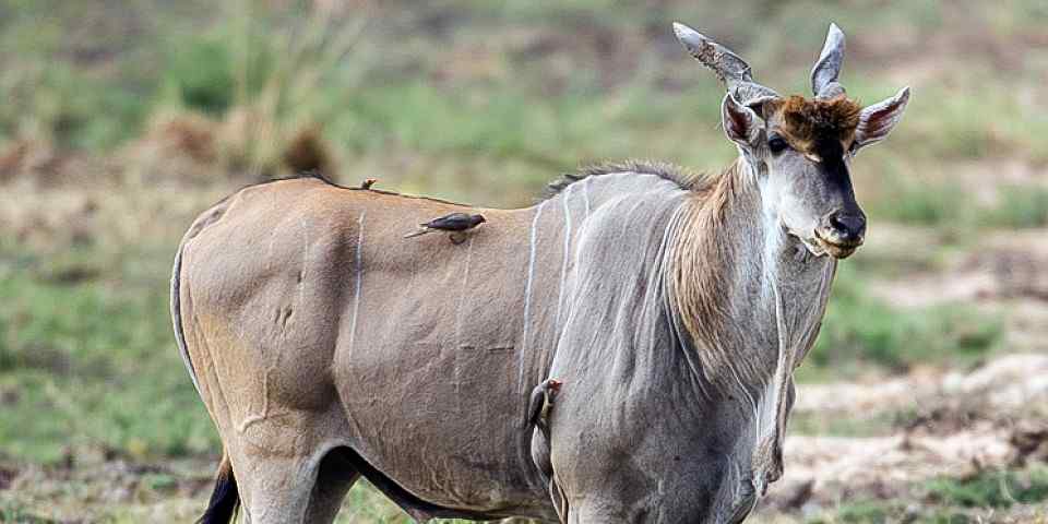4-Day 4-Day Lodge Safari-Manyara, Ngrongoro, Serengeti