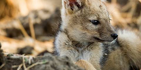 6-Day Mikumi, Selous and Udzungwa National Parks