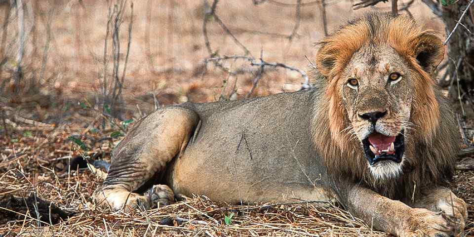 6-Day Lion Safari: Tarangire, Serengeti, Ngorongoro
