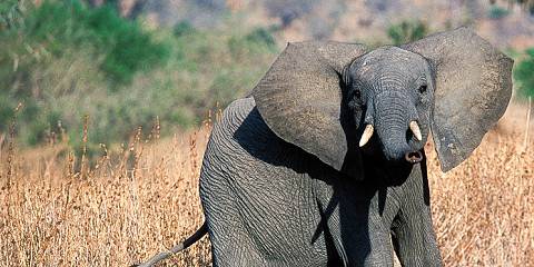 Nyerere NP (Selous GR) Boat and Walking Tour