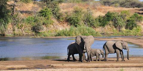 5-Day Fly in Serengeti Safari