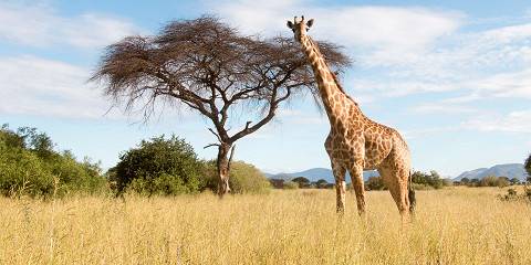 4-Day Fly-in Zanzibar -Serengeti, Ngorongoro & Tarangire