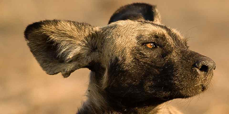 6-Day Migration Northern Serengeti in Mara River