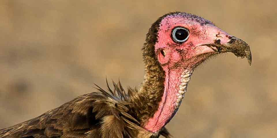 5-Day Tarangire, Ngorongoro Crater and Serengeti