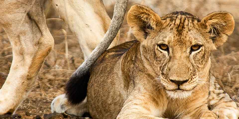 4-Day Tanzania Express Safari-Medium