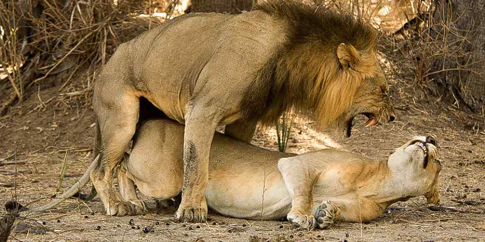 7-Day Epic mid-Range Tarangire Manyara Crater Serengeti