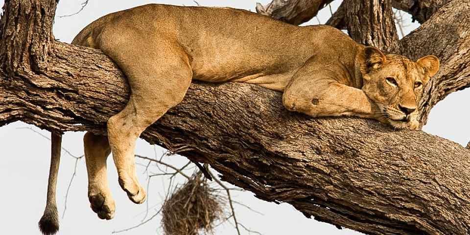 4-Day Tanzania Bush Safari (Lodge & Tented Camps)