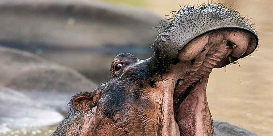 3-Day Lodge Safari-Tarangire, Manyara, Ngorongoro Crater