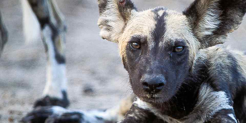 3-Day Selous Game Reserves Safari