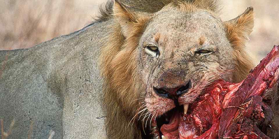 3-Day Manyara Ngorogoro Tarangire National Park