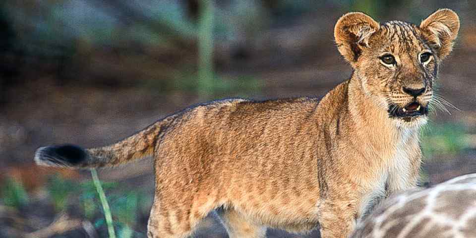 3-Day Serengeti & Ngorongoro Crater