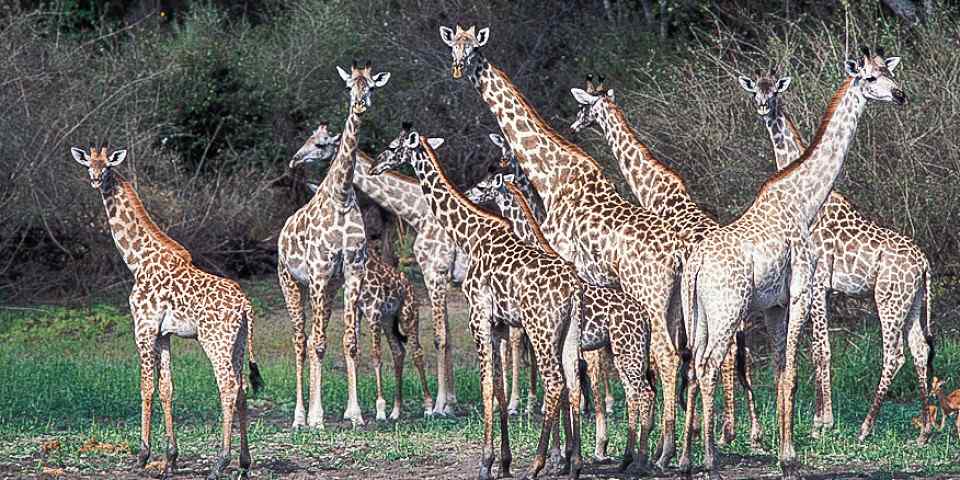 7-Day Safari to Manyara Serengeti Ngorongoro Tarangire