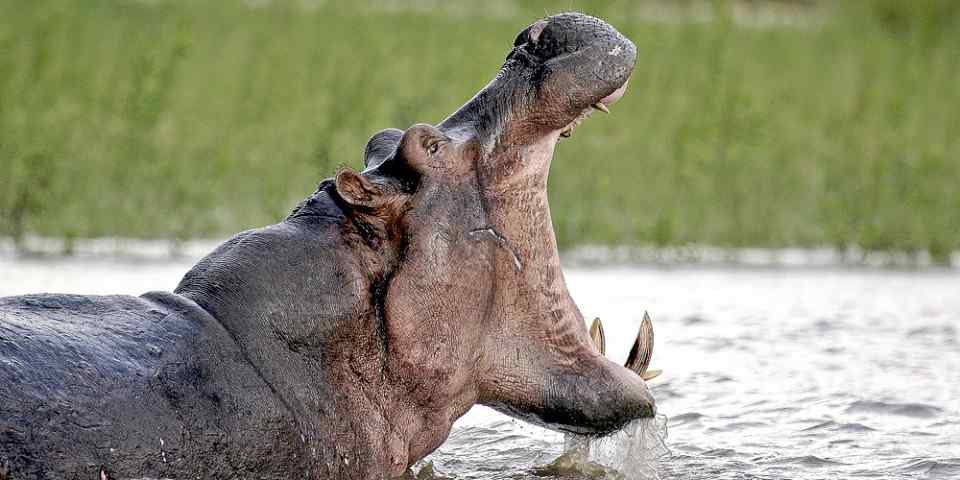 4-Day Midrange Wildlife Safari Northern Circuit Tanzania