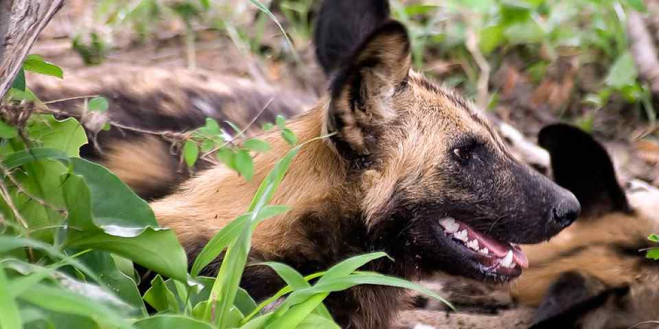 4-Day Fly-in Safari Selous Game Reserve