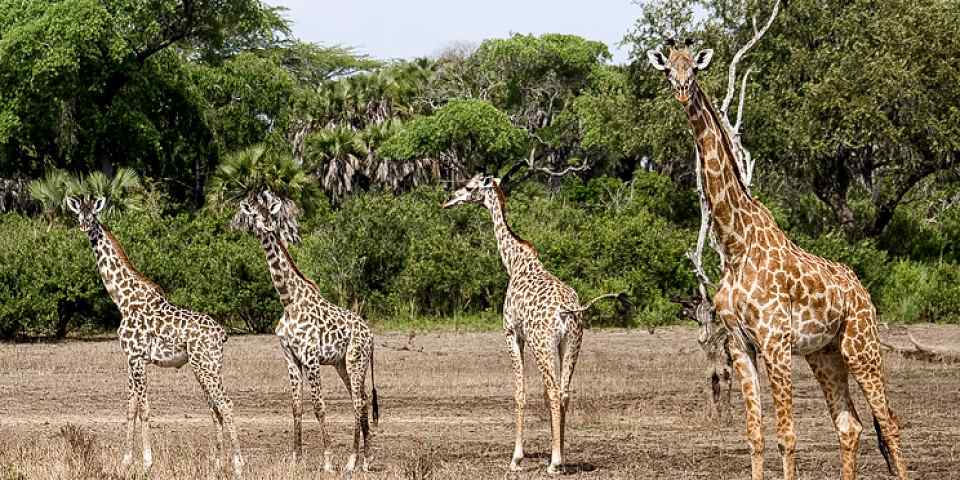 8-Day Wonders of Kenya & Tanzania - Luxury