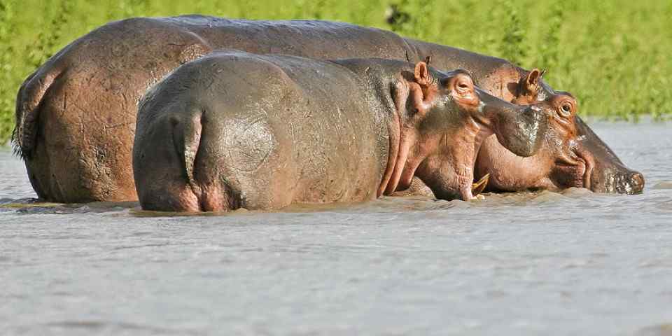 6-Day Lake Manyara, Tarangire, Serengeti & Ngorongoro