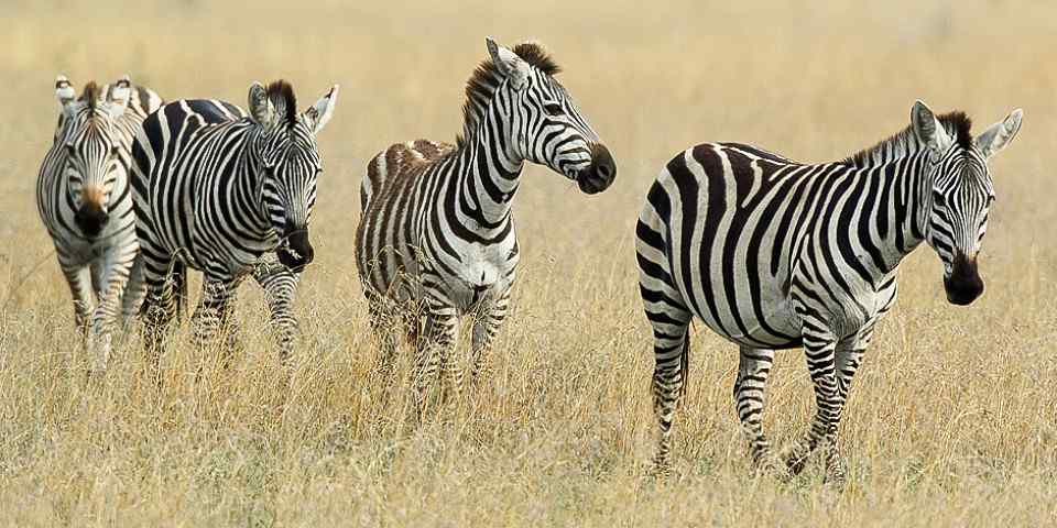 6-Day Big Five Medium Budget Safari