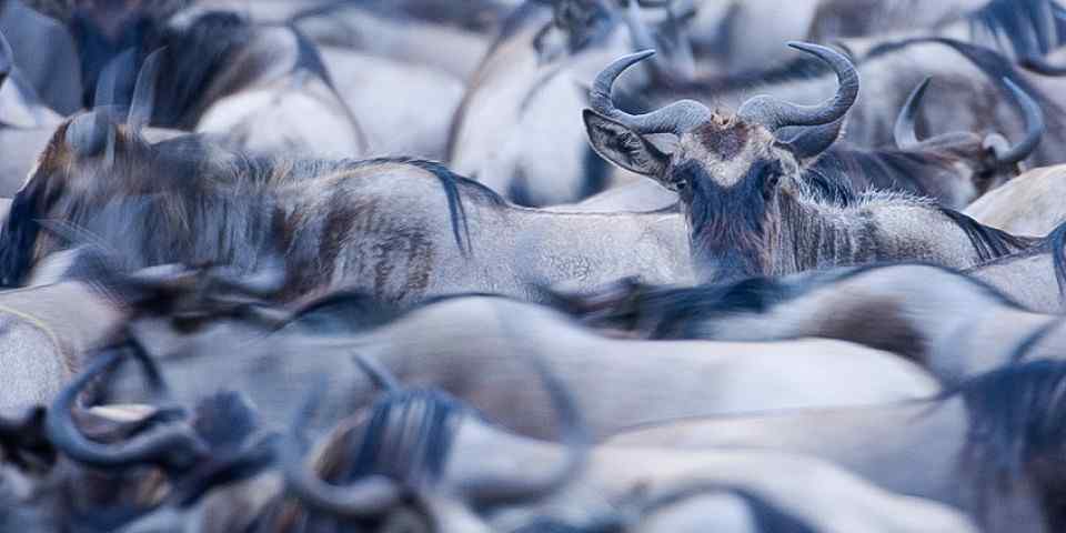 5-Day Serengeti Wildebeest Migration Safari- Medium