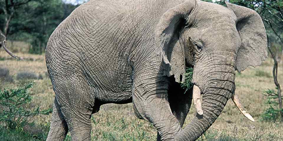 7-Day The Best of Tanzania - Luxury