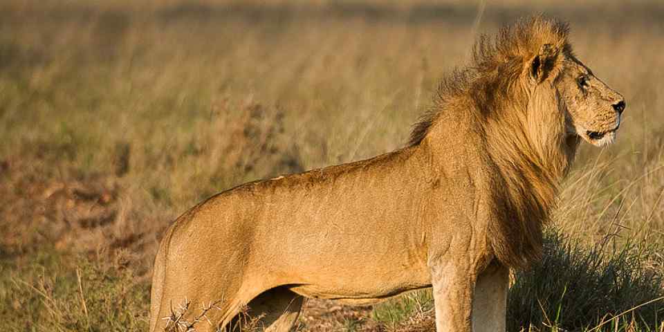 3-Day Mikumi National Park Game Drive + Maasai Tour