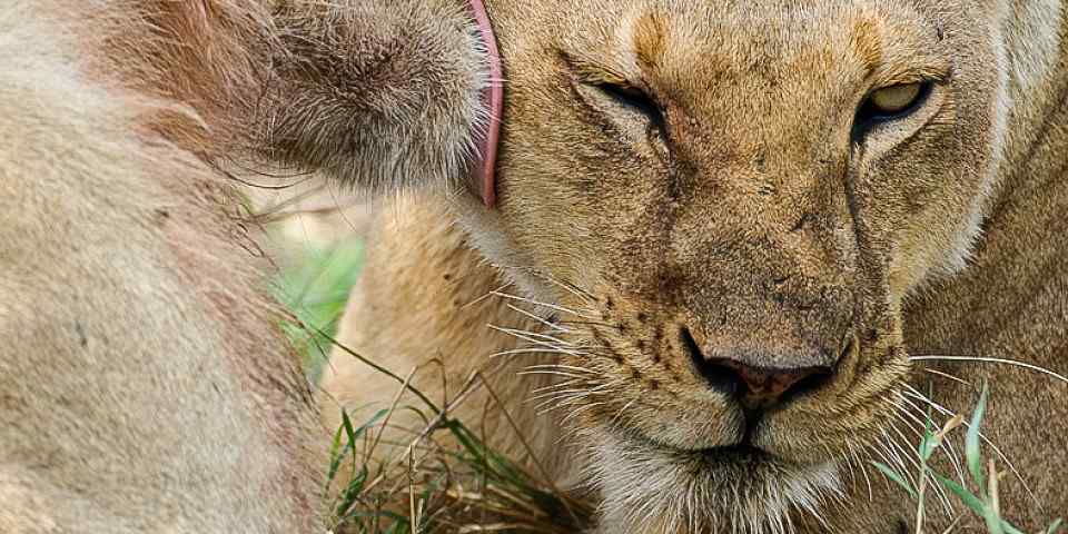 6-Day The Serengeti Trail & Lake Manyara