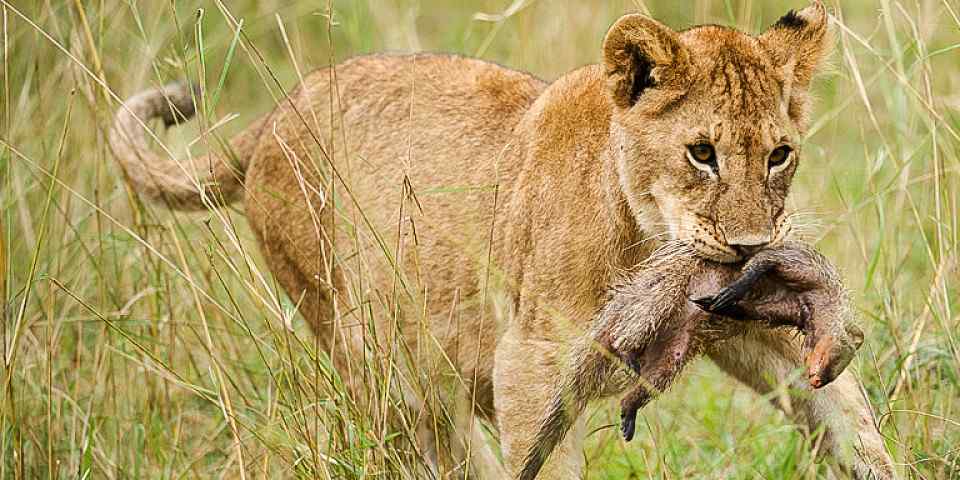 7-Day Migration Safari (North Serengeti) - Standard