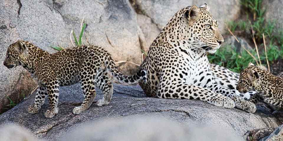 6-Day The Great Migration & Big Game Safari Experience