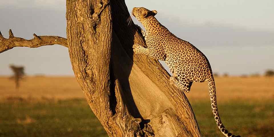 4-Day Luxury Safari from Zanzibar-Serengeti & Ngorongoro