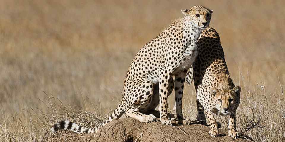6-Day Safari to Serengeti, Manyara Ngorongoro Tarangire