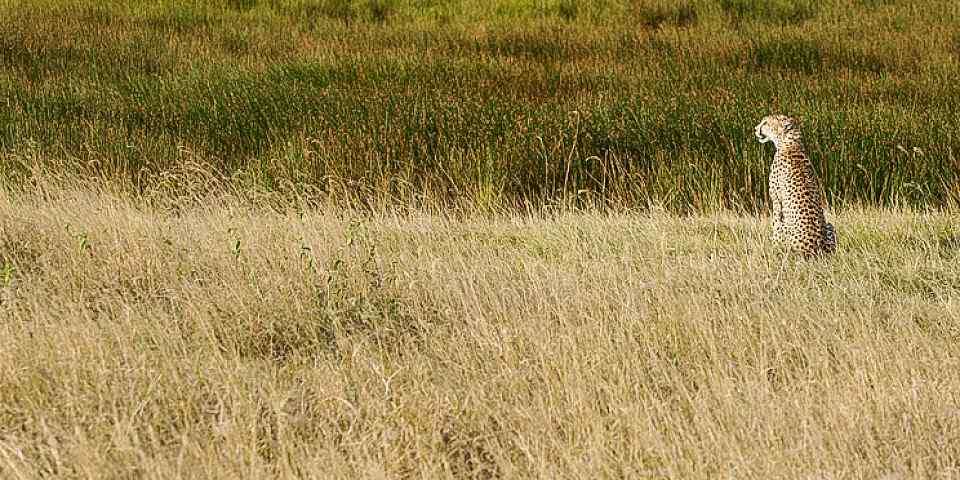 6-Day Migrations Calving in Southern Serengeti