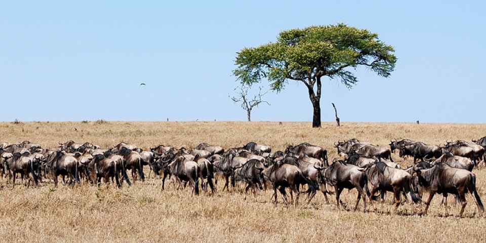 5-Day Majestic Safari in Tanzania
