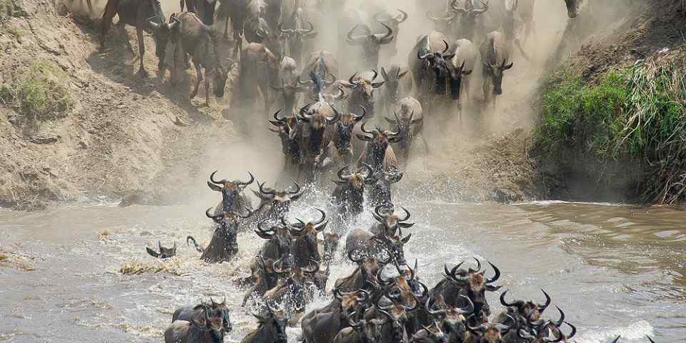 7-Day Journey of the Wildebeest - Mid-Range