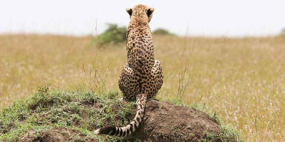 4-Day Spot the Big Five Special