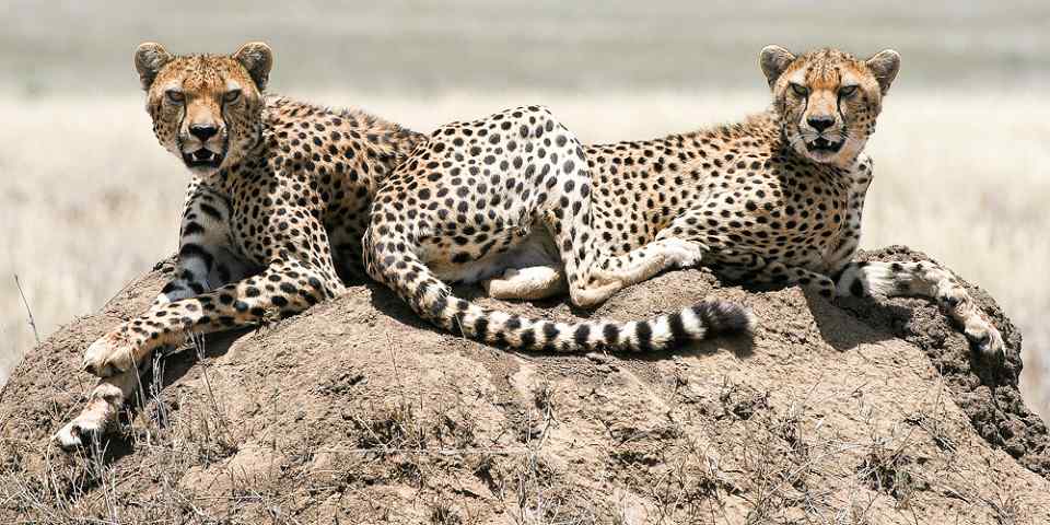 8-Day Mid-Range Serengeti Migration Safari