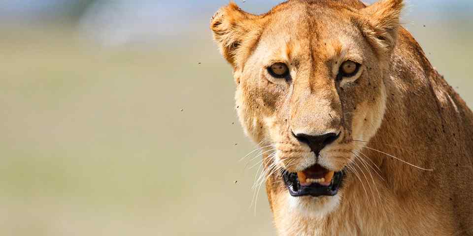 3-Day Enchanting Tarangire and Ngorongoro Safari