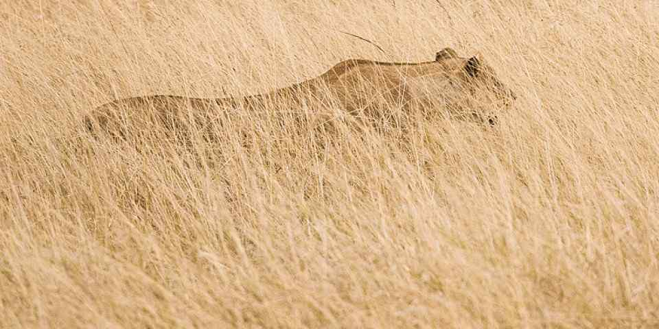 6-Day Highlights Camping Manyara, Ngorongoro, Serengeti