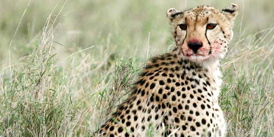 9-Day Migration Crossing August to October