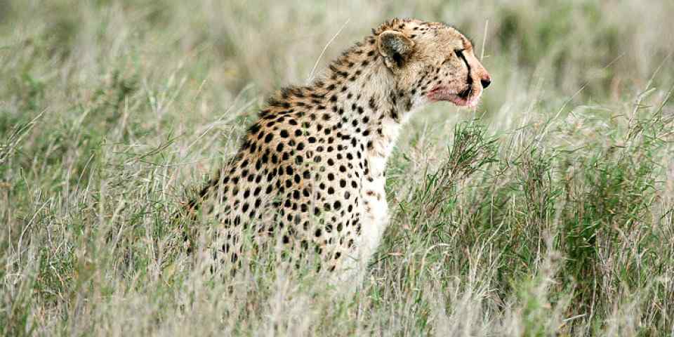 5-Day Tanzania Great Tour (Budget Camping Safari)