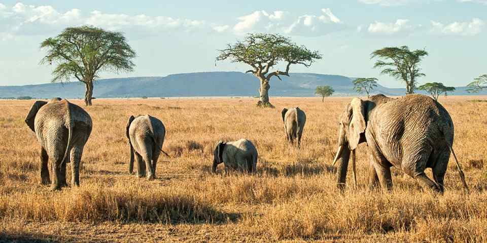 4-Day Ngorongoro, Serengeti Hadzabe & Datoga Experience