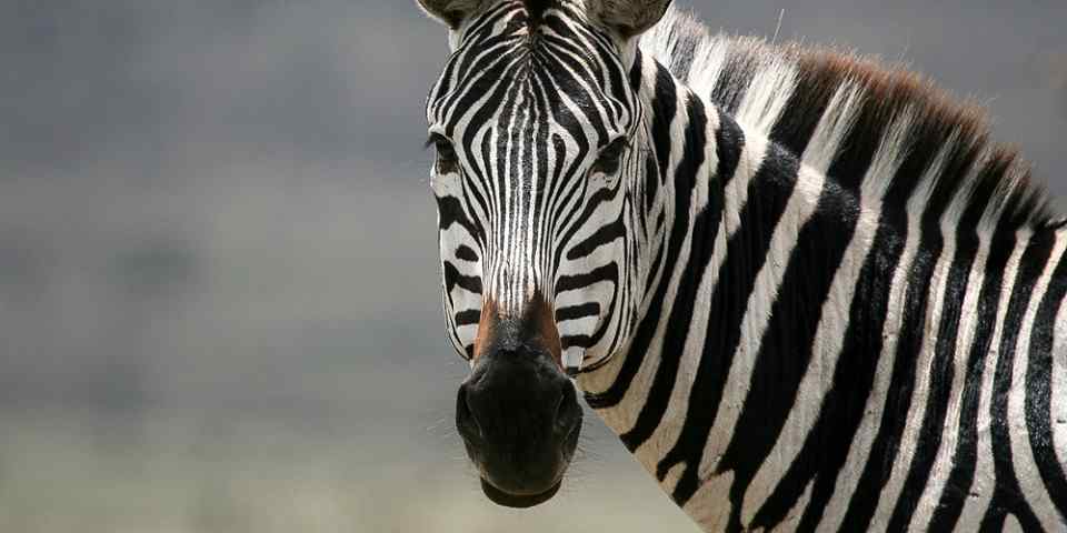 7-Day Big Five Safari Tarangire Serengeti and Ngorongoro