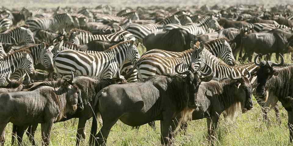 4-Day Camping Safari Tarangire Serengeti and Ngorongoro