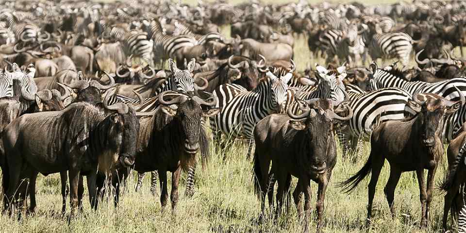3-Day Serengeti Migration & Ngorongoro Crater Safari