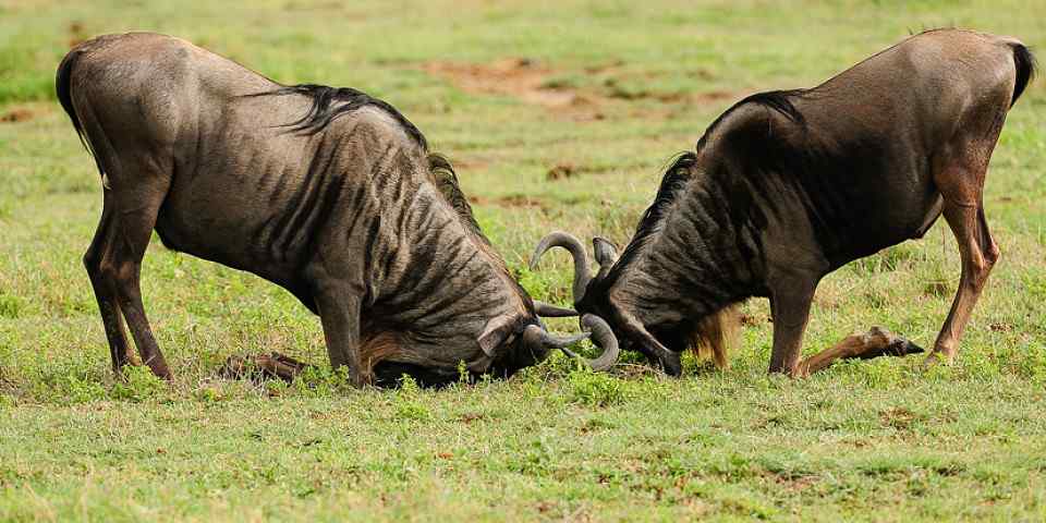 7-Day Joining Grumeti Migration Safari (mid Range)