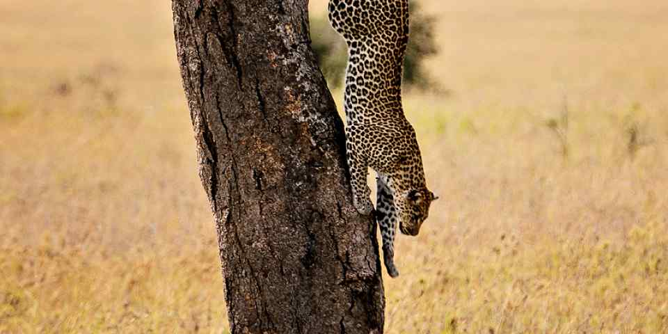 6-Day Family Friendly Safari