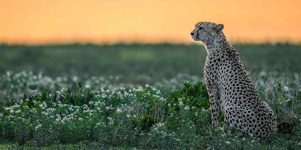 3-Day Serengeti Luxury Tour in Tanzania