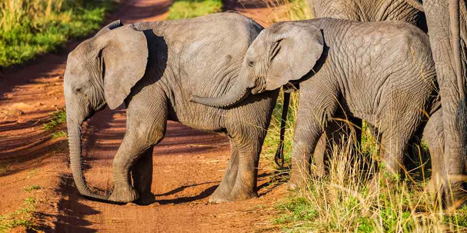 4-Day Camping Tarangire Serengeti and Ngorongoro Crater